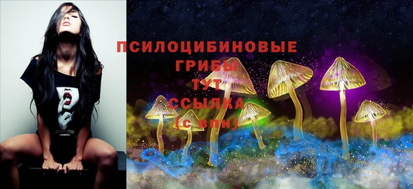 шишки Корсаков
